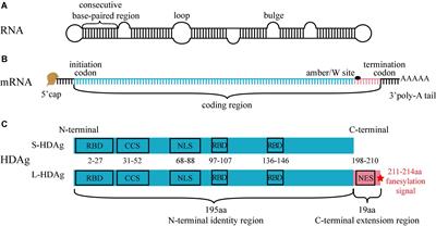 Multiple Regions Drive Hepatitis Delta Virus Proliferation and Are Therapeutic Targets